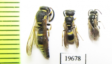 Hymenoptera sp.  Tajikistan - INSECTS-STORE.RU