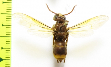 Hymenoptera sp.  Tajikistan - INSECTS-STORE.RU