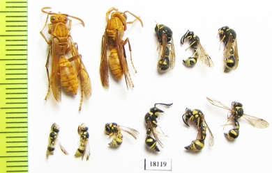 Hymenoptera sp.  Tajikistan - INSECTS-STORE.RU