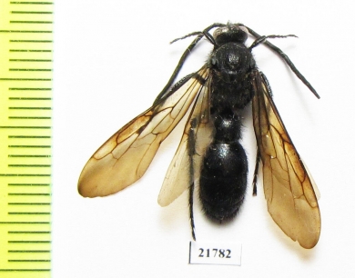 Scoliidae sp.  Colombia - INSECTS-STORE.RU