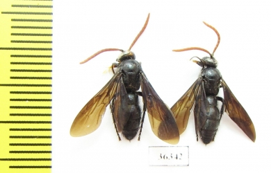 Scoliidae sp.  India, Goa - INSECTS-STORE.RU