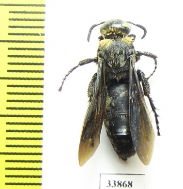 Scoliidae sp.  India, Assam - INSECTS-STORE.RU