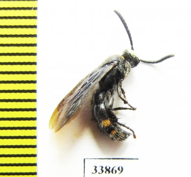 Scoliidae sp.  India, Assam - INSECTS-STORE.RU