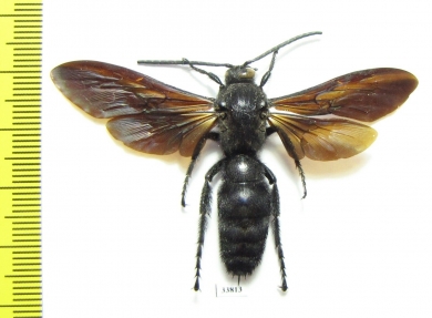 Megascolia sp.  Indonesia, Peleng isl. - INSECTS-STORE.RU