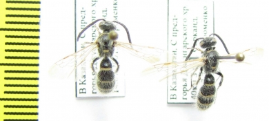 Scoliidae sp.  Kazakhstan - INSECTS-STORE.RU