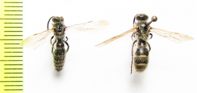 Scoliidae sp.  Uzbekistan - INSECTS-STORE.RU