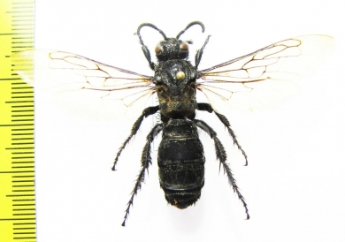 Scoliidae sp., female  Mexico - INSECTS-STORE.RU