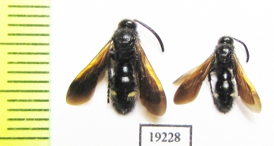 Scoliidae sp.  Russia, Volgograd reg. - INSECTS-STORE.RU