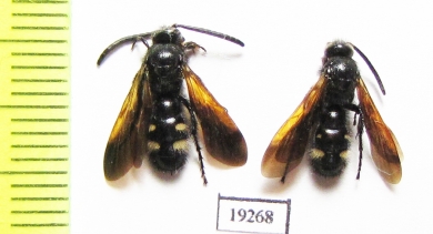 Scoliidae sp.  Russia, Volgograd reg. - INSECTS-STORE.RU