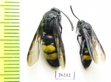 Scoliidae sp.  Russia, Volgograd reg. - INSECTS-STORE.RU