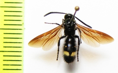 Scoliidae sp.  Turkmenistan - INSECTS-STORE.RU