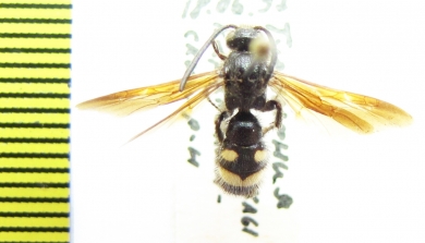 Scoliidae sp.  Turkmenistan - INSECTS-STORE.RU