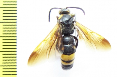 Scoliidae sp.  Uzbekistan - INSECTS-STORE.RU