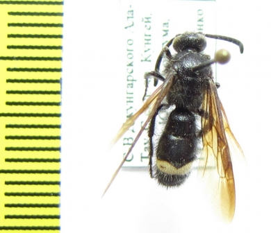 Scolia schrenckii  Kazakhstan - INSECTS-STORE.RU