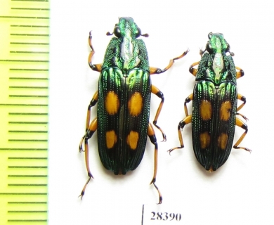 Helota vigorsi  Indonesia, Java - INSECTS-STORE.RU