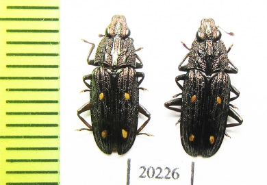 Helota fulviventris  Russia, Far East - INSECTS-STORE.RU