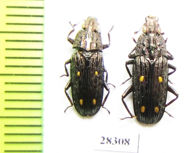 Helota fulviventris  Russia, Far East - INSECTS-STORE.RU