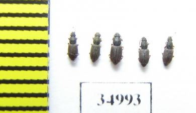 Monotomidae, Monotoma sp.  Russia, Tver reg. - INSECTS-STORE.RU