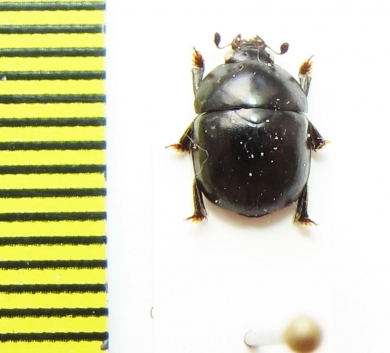 Nitidulidae sp.  Argentina - INSECTS-STORE.RU