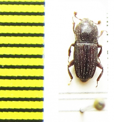 Nitidulidae sp.  Cambodia - INSECTS-STORE.RU