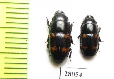 Nitidulidae sp.  China, Sichuan prov. - INSECTS-STORE.RU