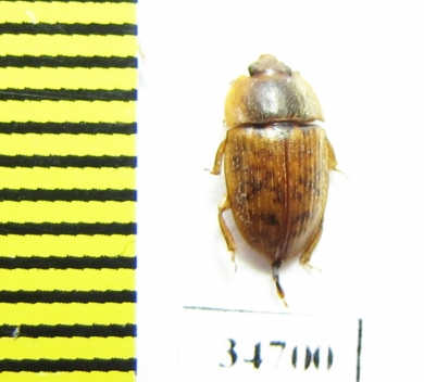 Nitidulidae sp.  Ethiopia - INSECTS-STORE.RU