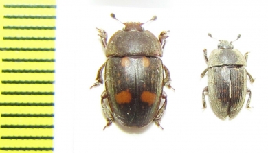 Nitidulidae sp.  Malawi - INSECTS-STORE.RU