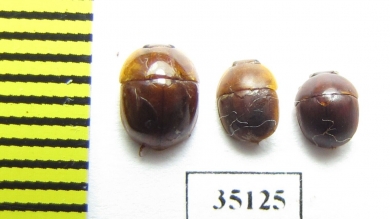 Nitidulidae sp.  Peru - INSECTS-STORE.RU