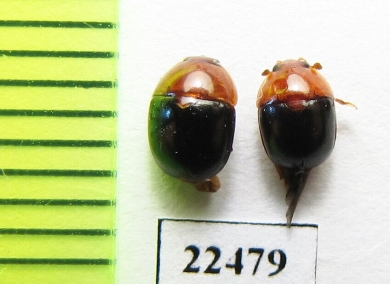 Nitidulidae sp.  Peru - INSECTS-STORE.RU