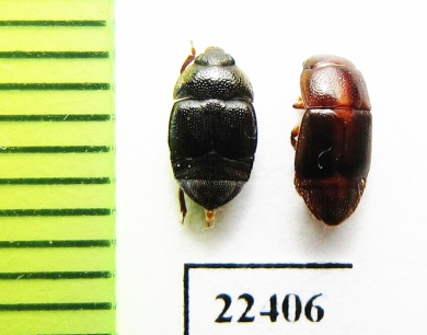 Nitidulidae sp.  Peru - INSECTS-STORE.RU