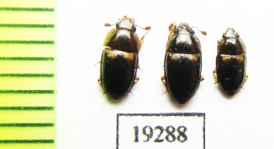 Nitidulidae sp.  Russia, Far East - INSECTS-STORE.RU