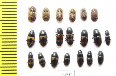 Nitidulidae sp.  Russia, Tver reg. - INSECTS-STORE.RU