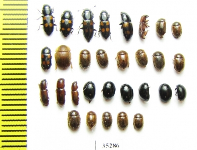 Nitidulidae sp.  Russia, Tver reg. - INSECTS-STORE.RU