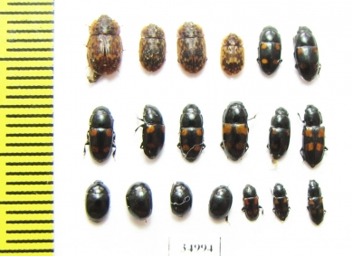 Nitidulidae sp.  Russia, Tver reg. - INSECTS-STORE.RU