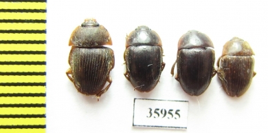 Nitidulidae sp.  Tanzania - INSECTS-STORE.RU