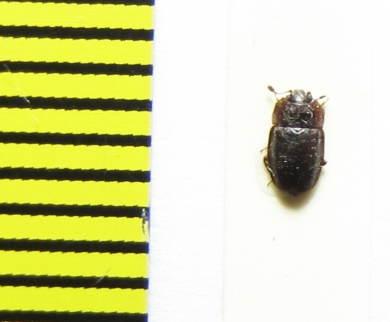 Epuraea silesiaca  Russia, Tver reg. - INSECTS-STORE.RU