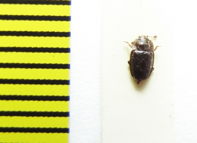 Epuraea silesiaca  Russia, Tver reg. - INSECTS-STORE.RU