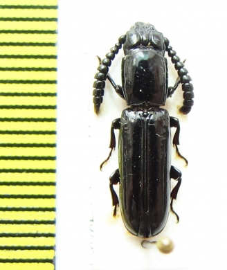 Passandridae sp.  Indonesia, Papua - INSECTS-STORE.RU