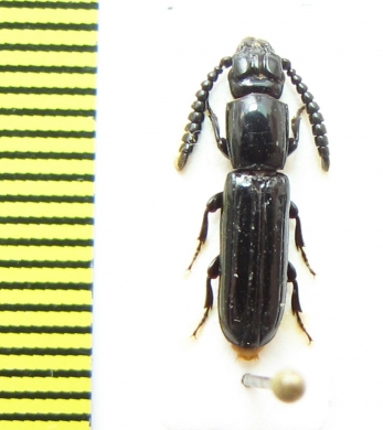 Passandridae sp.  Indonesia, Papua - INSECTS-STORE.RU