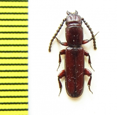 Passandridae sp.  Peru - INSECTS-STORE.RU