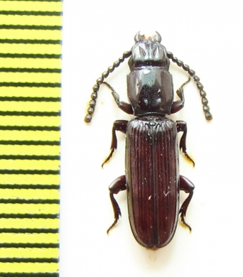 Passandridae sp.  Peru - INSECTS-STORE.RU