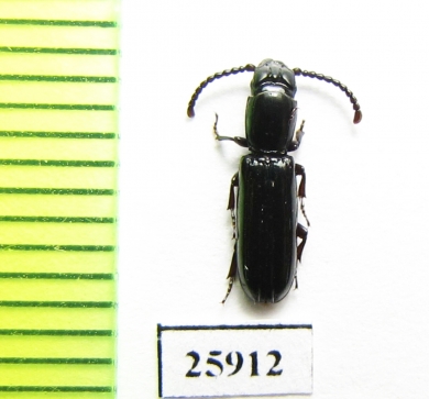 Passandridae sp.  South Africa Rep. - INSECTS-STORE.RU