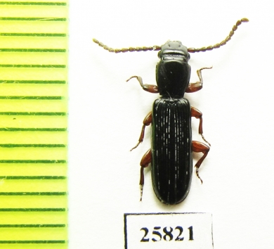 Passandridae sp.  South Africa Rep. - INSECTS-STORE.RU