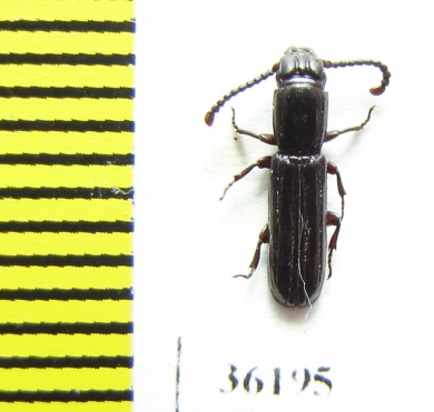 Passandridae sp.  Thailand - INSECTS-STORE.RU