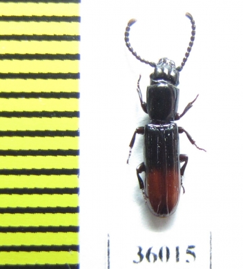 Passandridae sp.  Thailand - INSECTS-STORE.RU