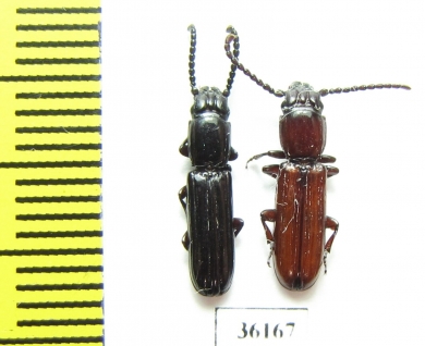 Passandridae sp.  Thailand - INSECTS-STORE.RU