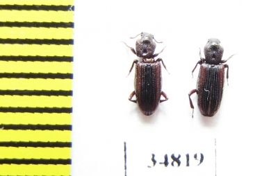 Bothrideridae, Bothrideres bipunctatus  Russia, Tver reg. - INSECTS-STORE.RU