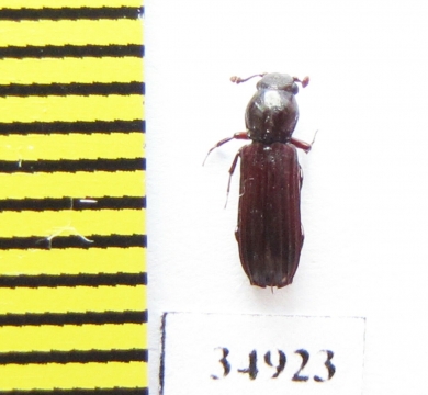 Bothrideridae sp.  Peru - INSECTS-STORE.RU