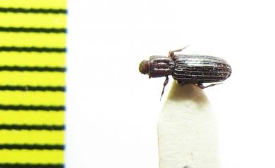 Bothrideridae sp.  India, Rajasthan - INSECTS-STORE.RU