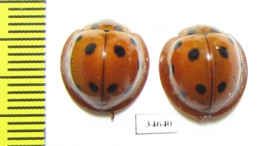 Coccinellidae sp.  Indonesia, Kalimantan - INSECTS-STORE.RU
